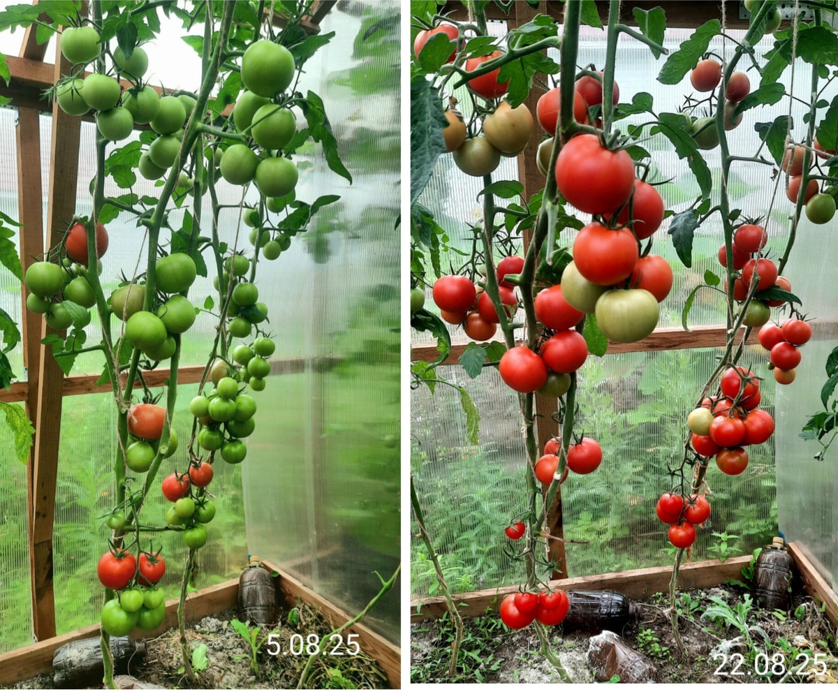 Фото автора. Интуиция F1.