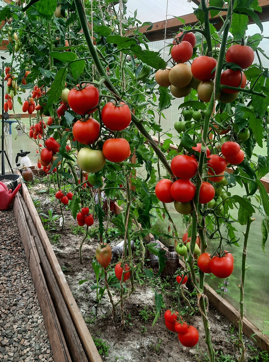 Фото автора. 22 августа 2025г.