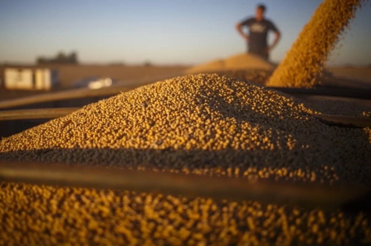    В области началась уборка второй по значимости масличной культуры - сои