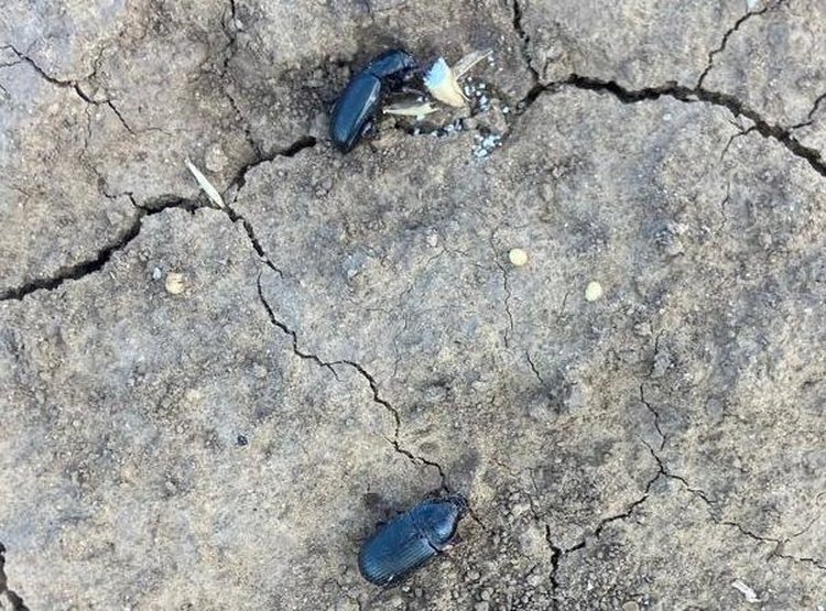    Фото: Филиал Россельхозцентра по Волгоградской области