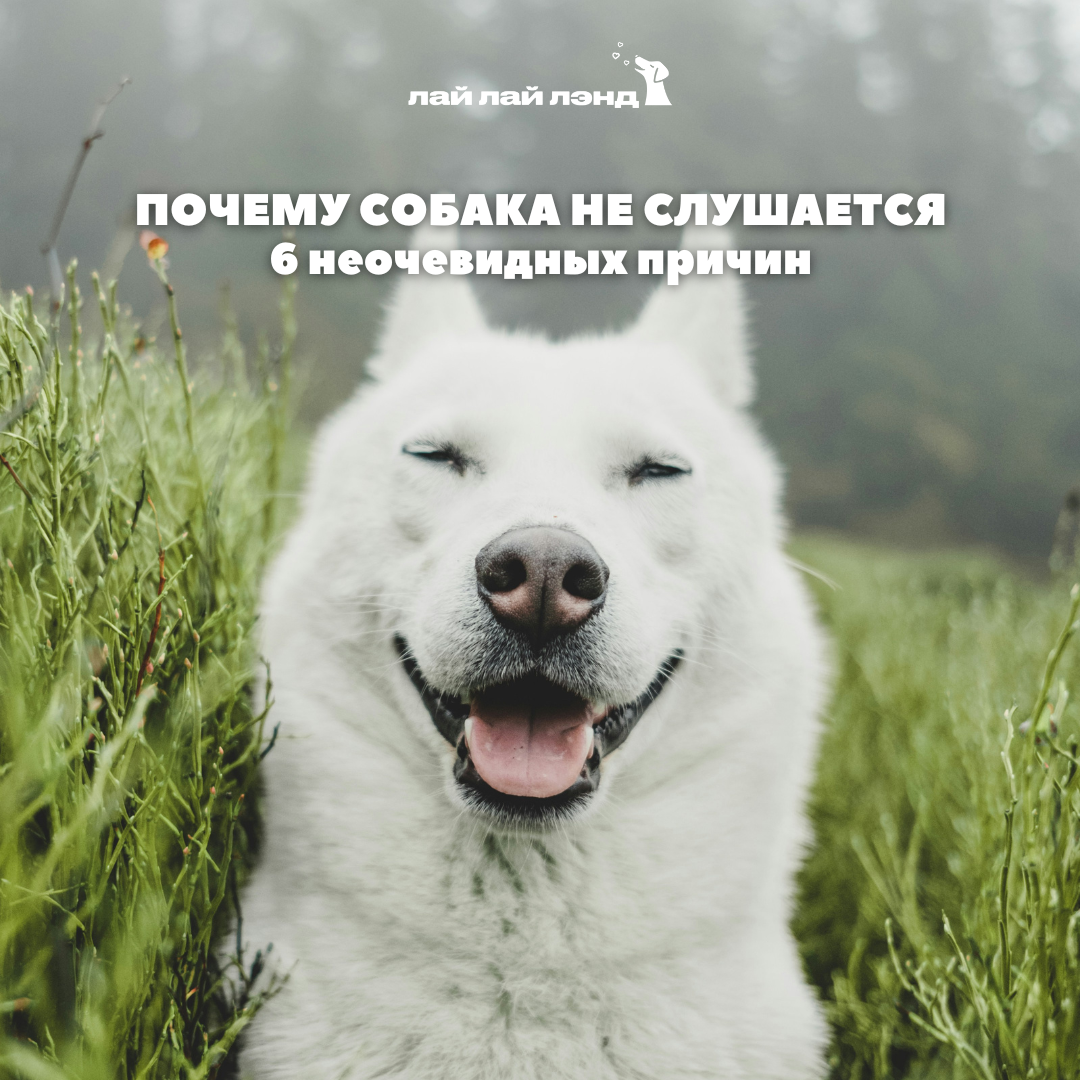 Лай-Лай Лэнд: cамое доброе комьюнити, где собаки — часть семьи 💙
