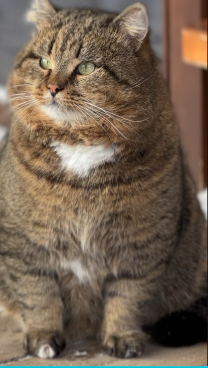 Лесной кот Барсик