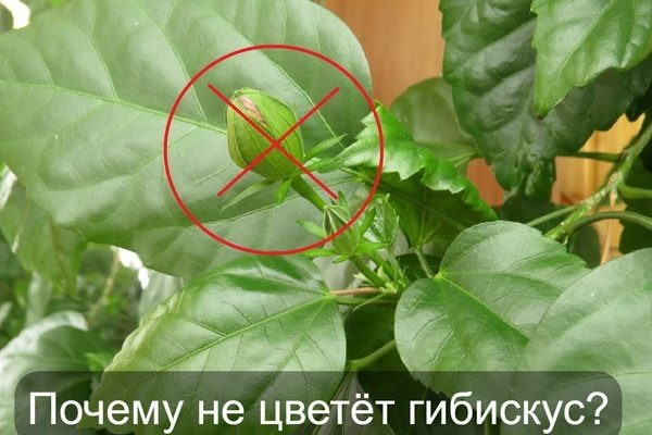 Почему гибискусы перестают цвести и как вернуть им красоту?