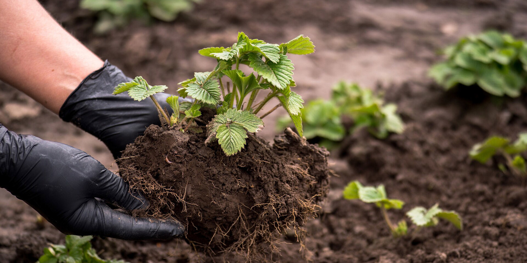 Пересадка\посадка клубники осенью: показываю свою технологию