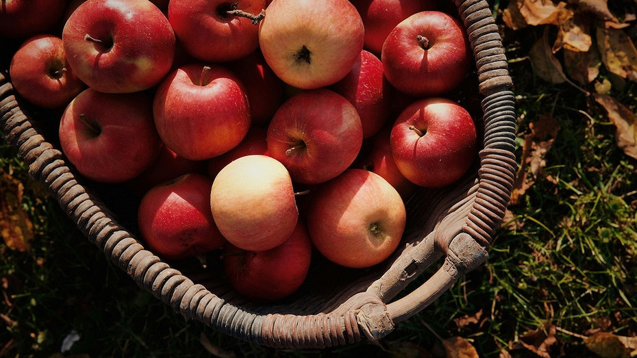 Можно ли класть яблоки в компост: что подходит для компостирования, а что нельзя класть