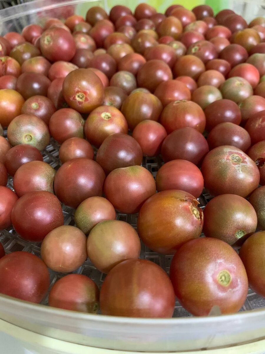 Не допускайте моих ошибок: томаты нужно разрезать для более скорого испарения жидкости и не забывать солить перед сушкой