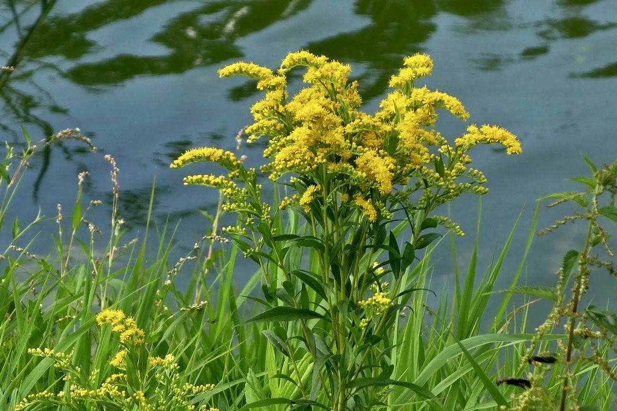 Источник фото: rodniva.by