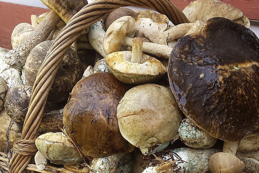 Как убрать червей из грибов — проверенные способы. Фото автора.