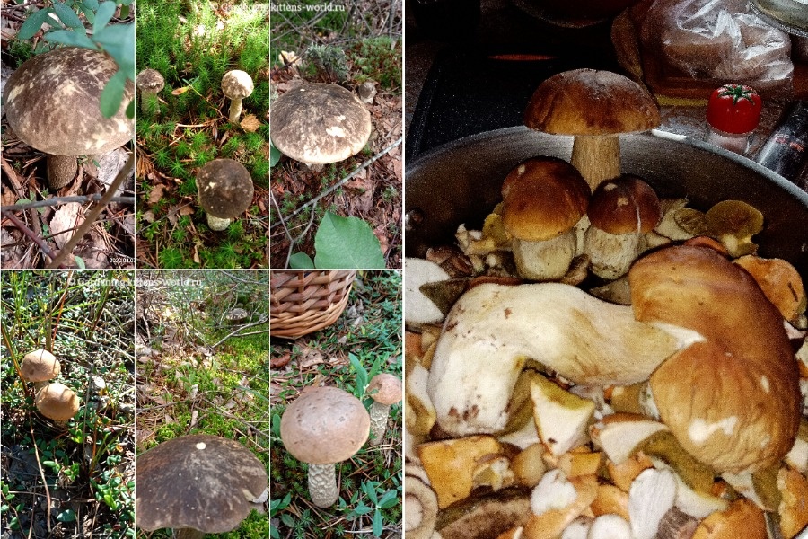 Как убрать червей из грибов — проверенные способы. Фото автора.