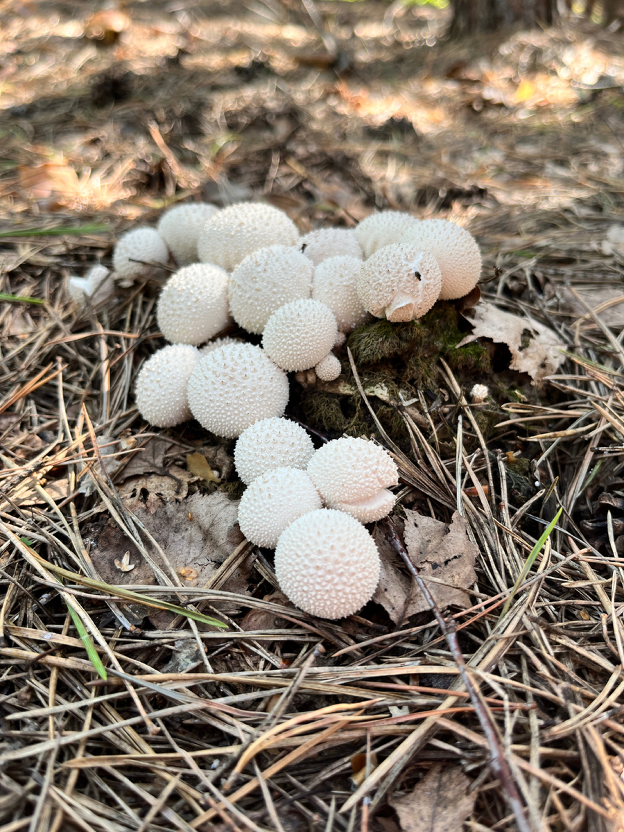 Дождевики шиповатые всегда радостно встречают в сосновых посадках в августе 