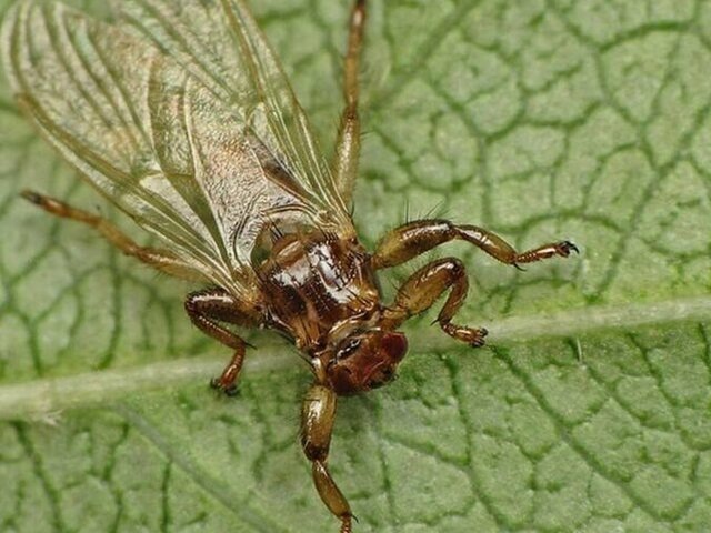    Фото: телеграм-канал "Нацпарк "Лосиный остров"