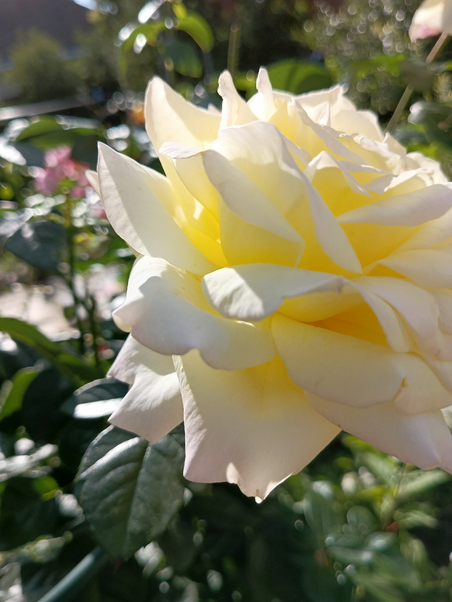 Жёлтая красотка Флорибунда 💞