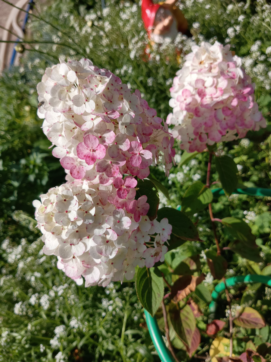   Мелкий невзрачный алиссум, пахнет мёдом. В далеке, тот самый гном