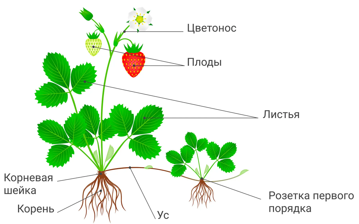 Строение куста клубники. Источник: shutterstock.com