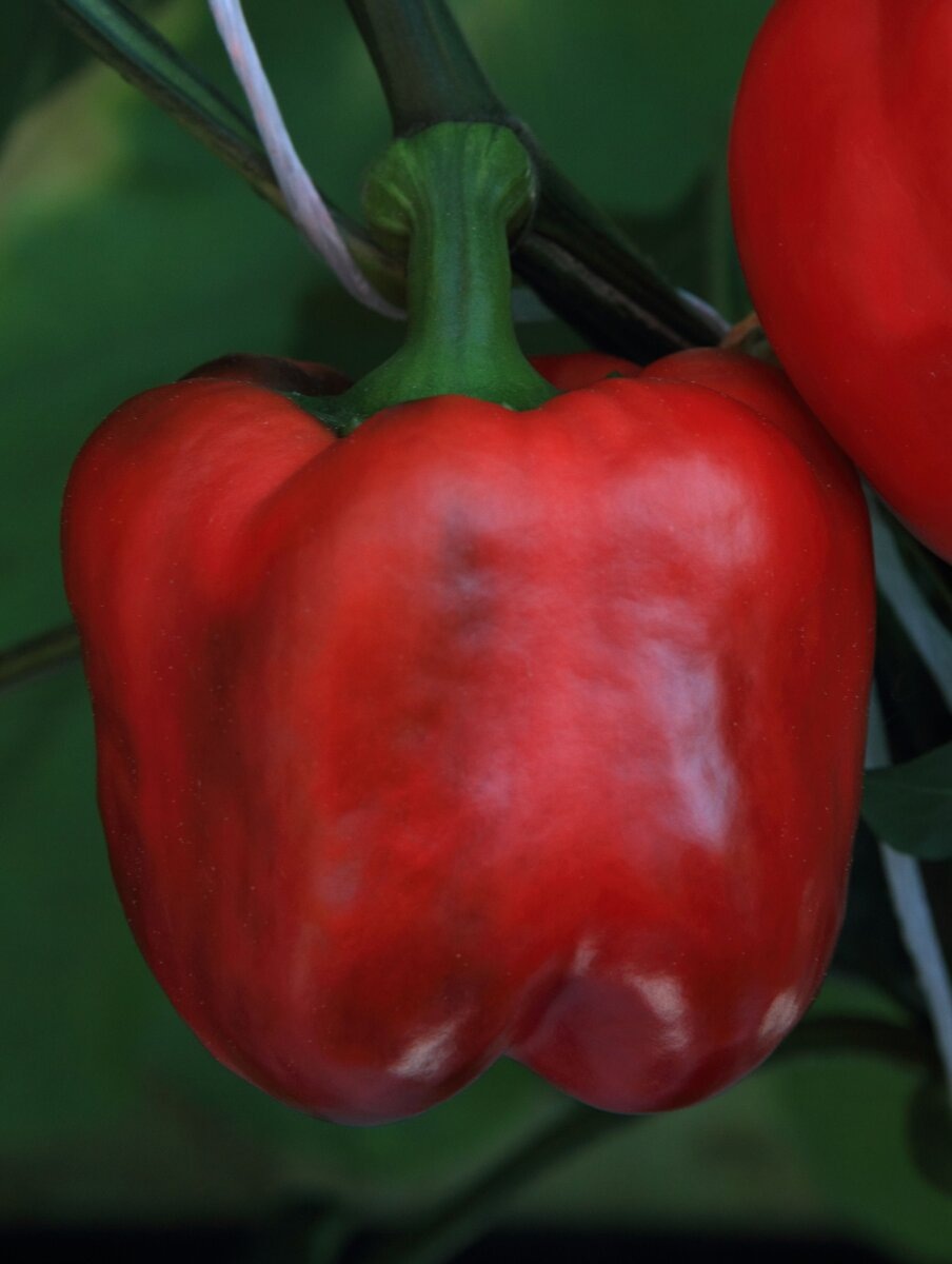 Перец Красный куб