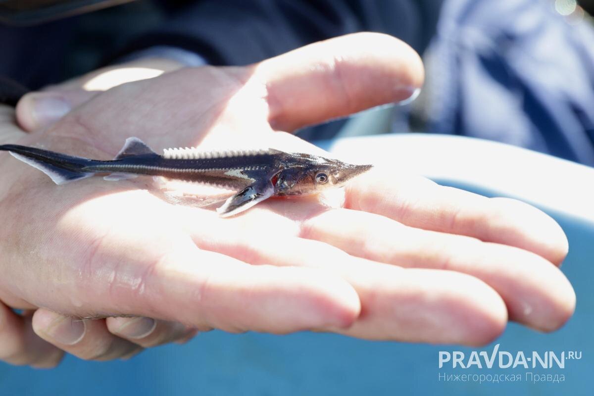    На берегу Волги в Кстовском районе прошла экологическая акция «Зов Волги»