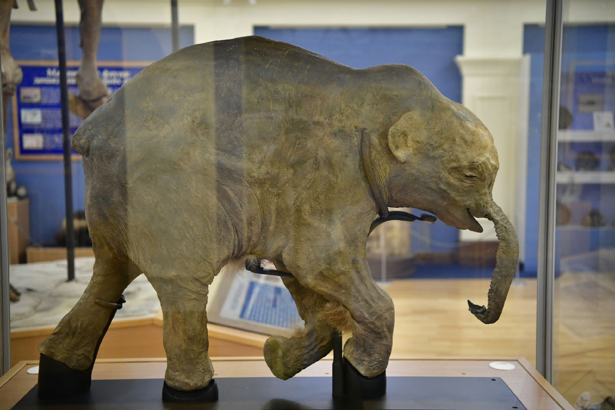 Автор: Андрей Ткачёв. Источник: АНО "Ямал-Медиа"