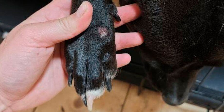    Фото: телеграм-канал MONA