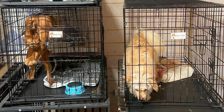    Фото: телеграм-канал MONA