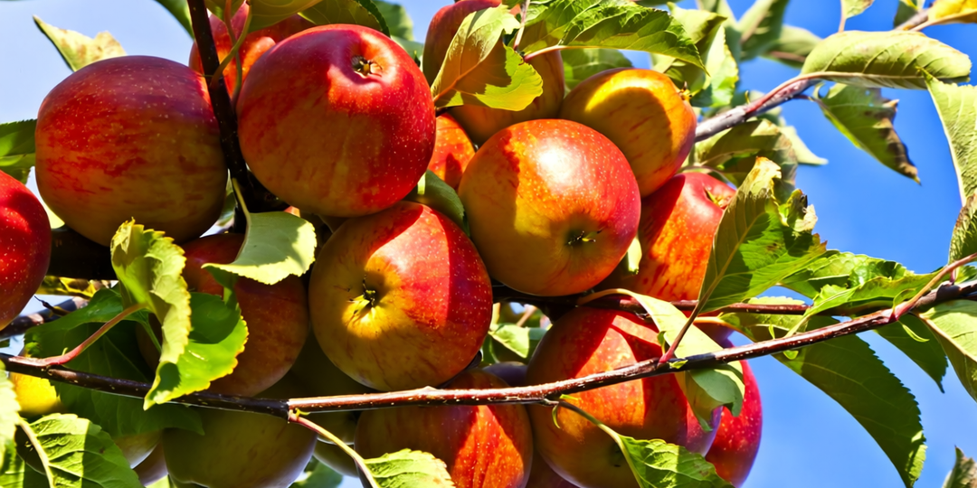 Обработка яблонь от парши раствором с таблеткой: проверяю народный рецепт