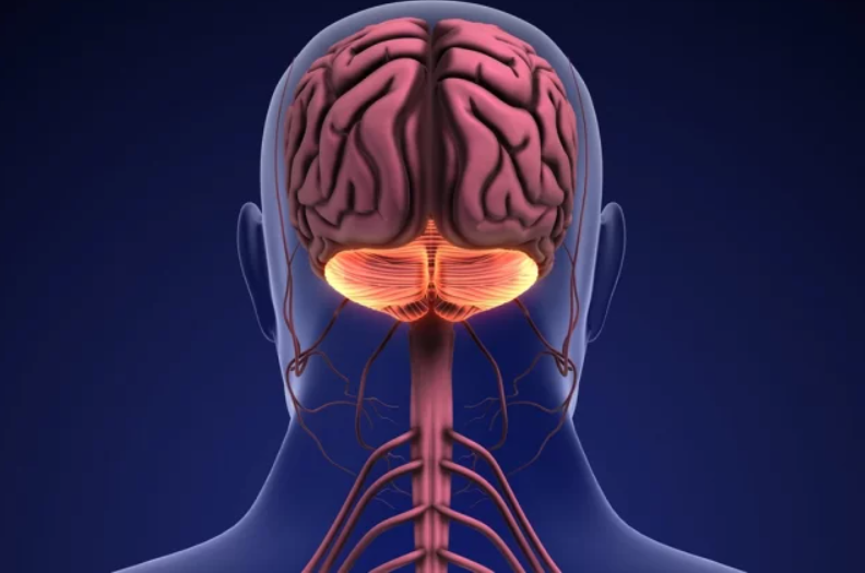 Мозжечок выделен оранжевым цветом https://med-advisor.ru/