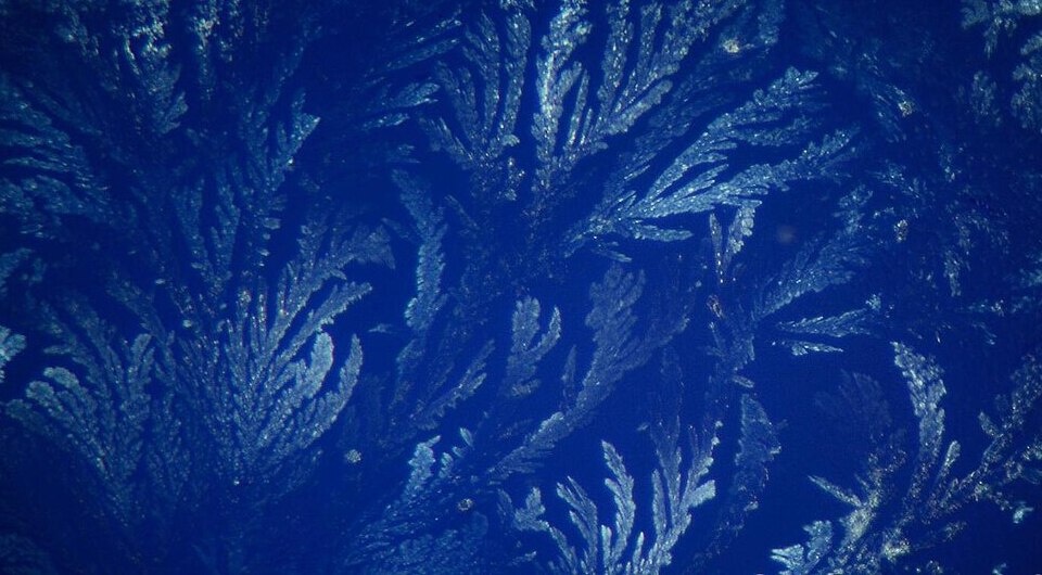   Nicola Swietkowiak Allismicro Microla / Wikimedia Commons / CC-BY-SA-4.0