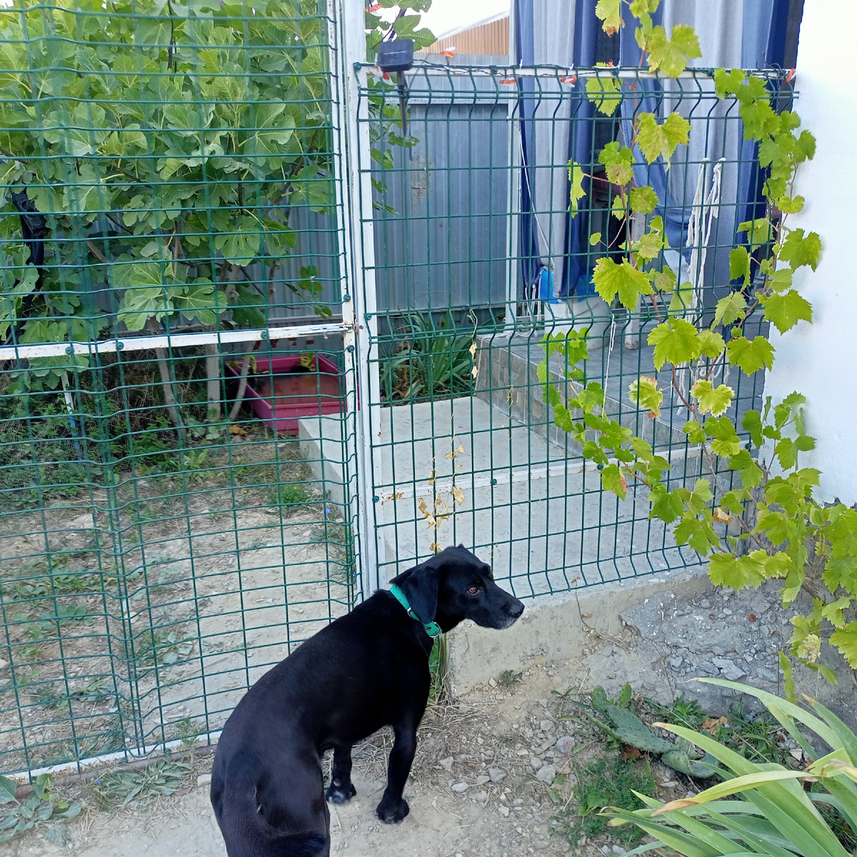 Тоник ждёт. "А Луна выйдет?"