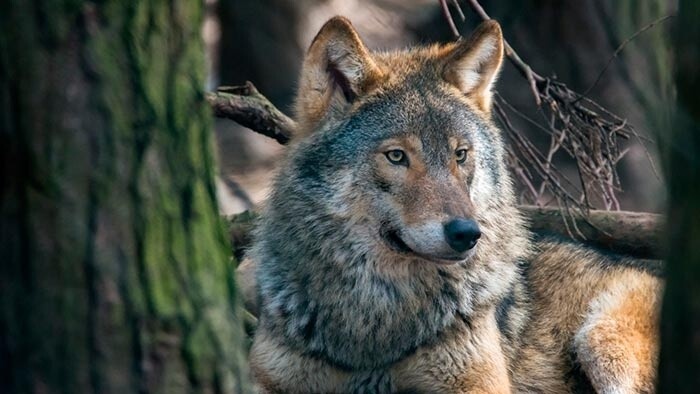 Серый поднял голову, в его глазах была тоска