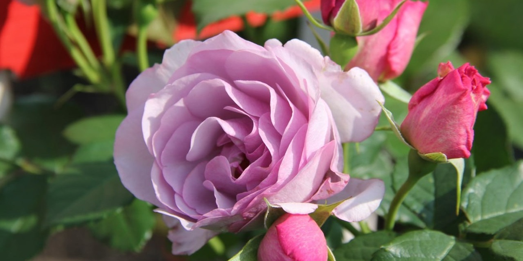 Жительница Тверской области вырастила 100 сортов роз и превратила сад в произведение искусства