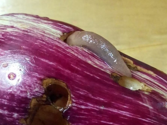 Скоро уйдут на зимовку, надо успеть! Как я сражаюсь со слизнями