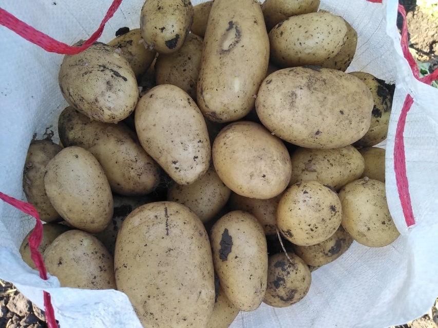 Урожай картошки