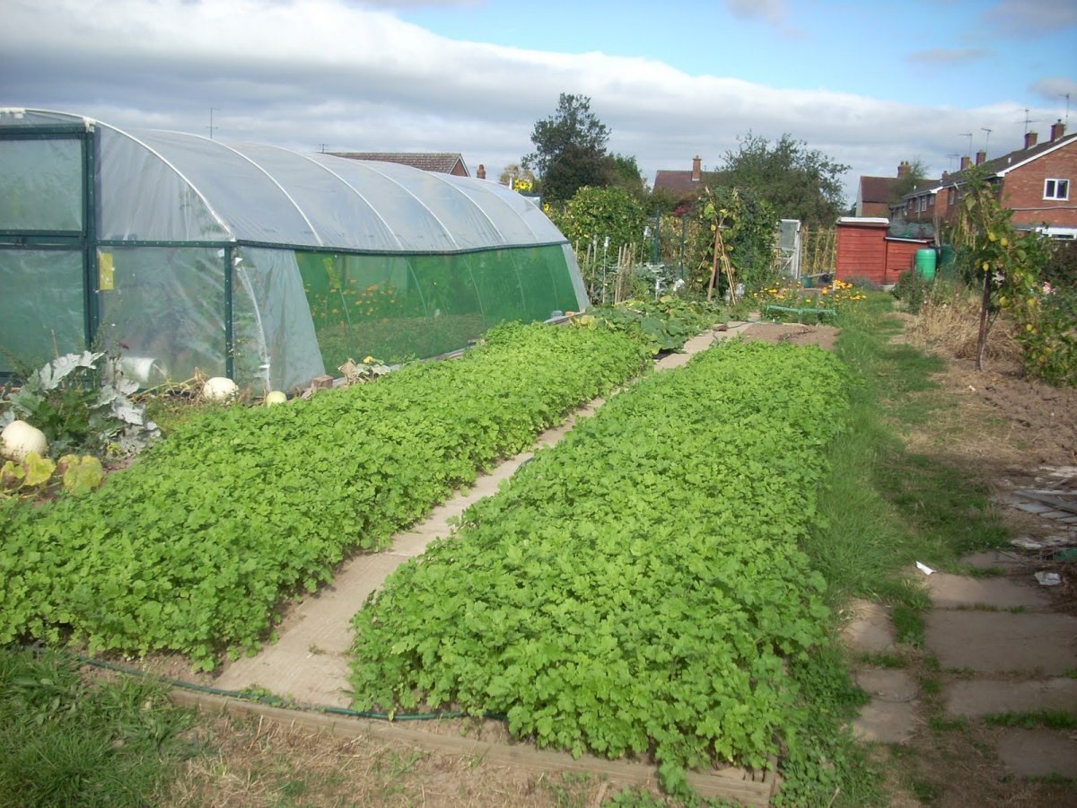 Фото с сайта: https://www.botanichka.ru/article/gorchitsa-belaya-kak-siderat/