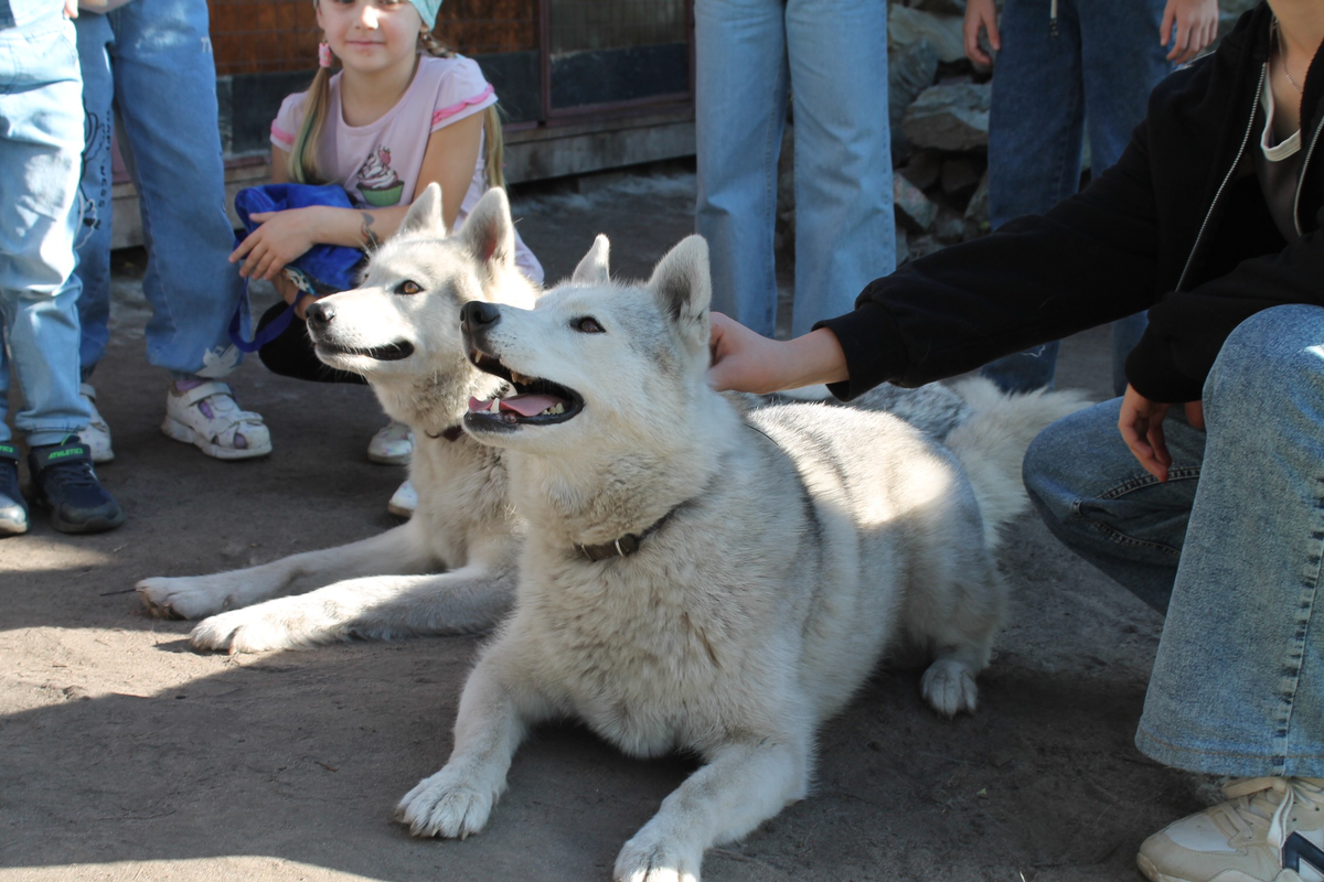Фото: соцсети хаски-парка «Юрта»