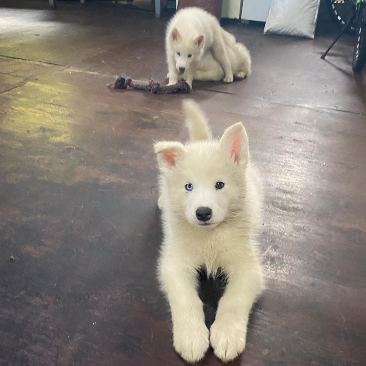 Фото: соцсети хаски-парка «Юрта»