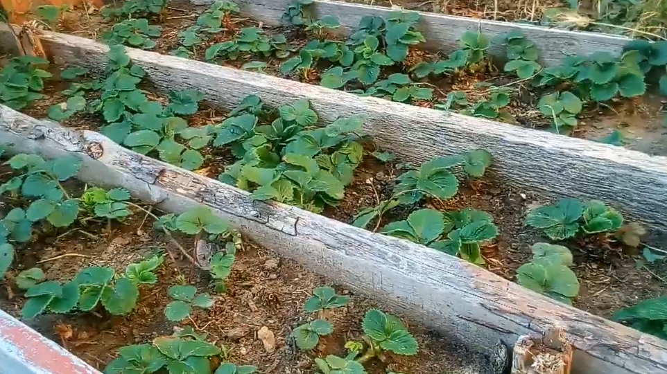 Готовлю клубнику к зиме по методу томского агронома. 5 кустов дают 6-7 кг ягод без подкормок летом