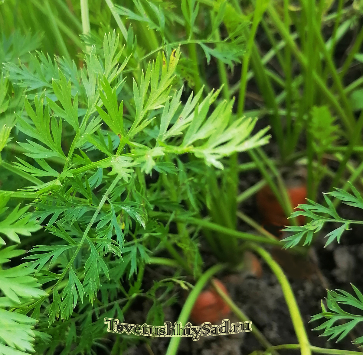 Морковь на грядке.