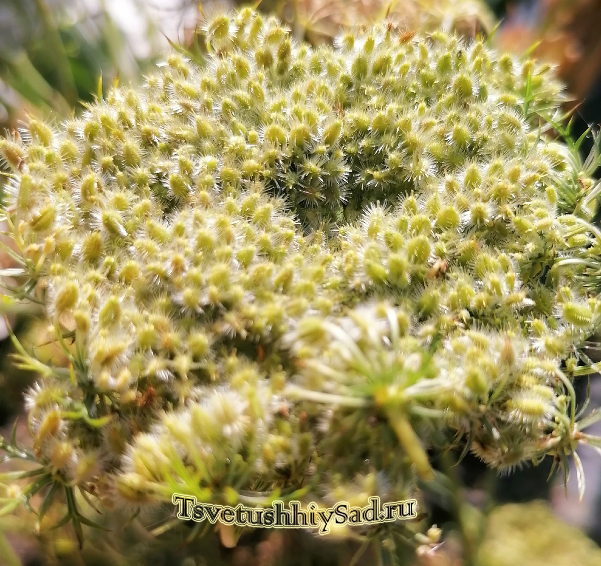 Семена моркови по-немногу начинают темнеть. Скоро созреют.