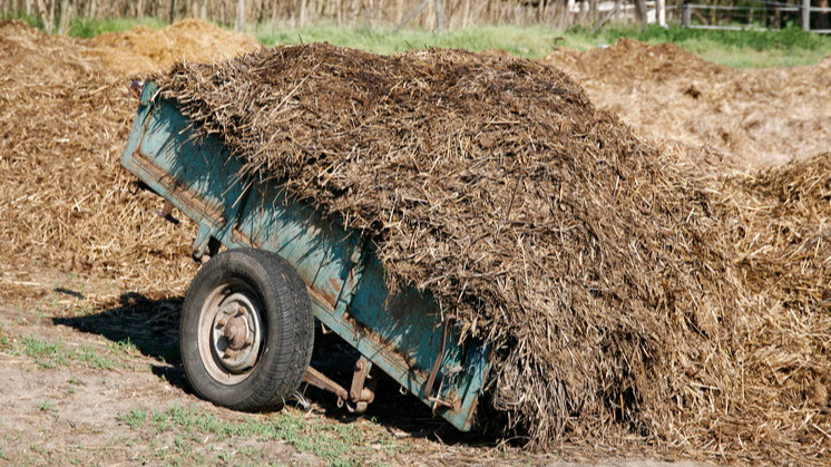 Тонна навоза против 200 граммов семян - экономия налицо