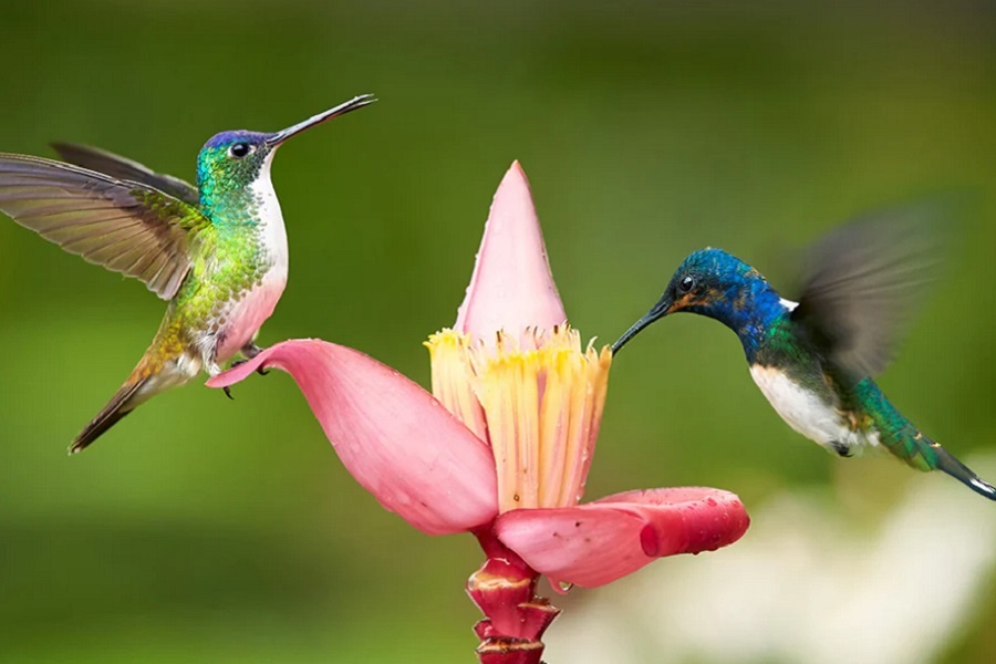 ������, ��������, ����. �������� �� ���������