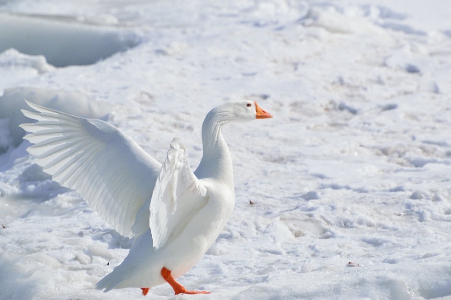 ����� ���������� �������������� ���������. �������� �� ���������