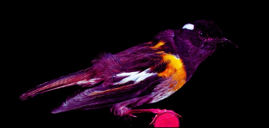 Оперение при ультрафиолетевом освещении. Фотогрия из интернета