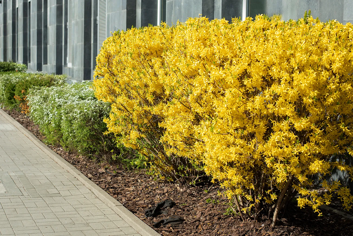 Фотография: Fhotodrozd / Shutterstock / FOTODOM