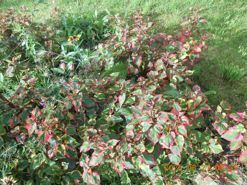 хауттюйния