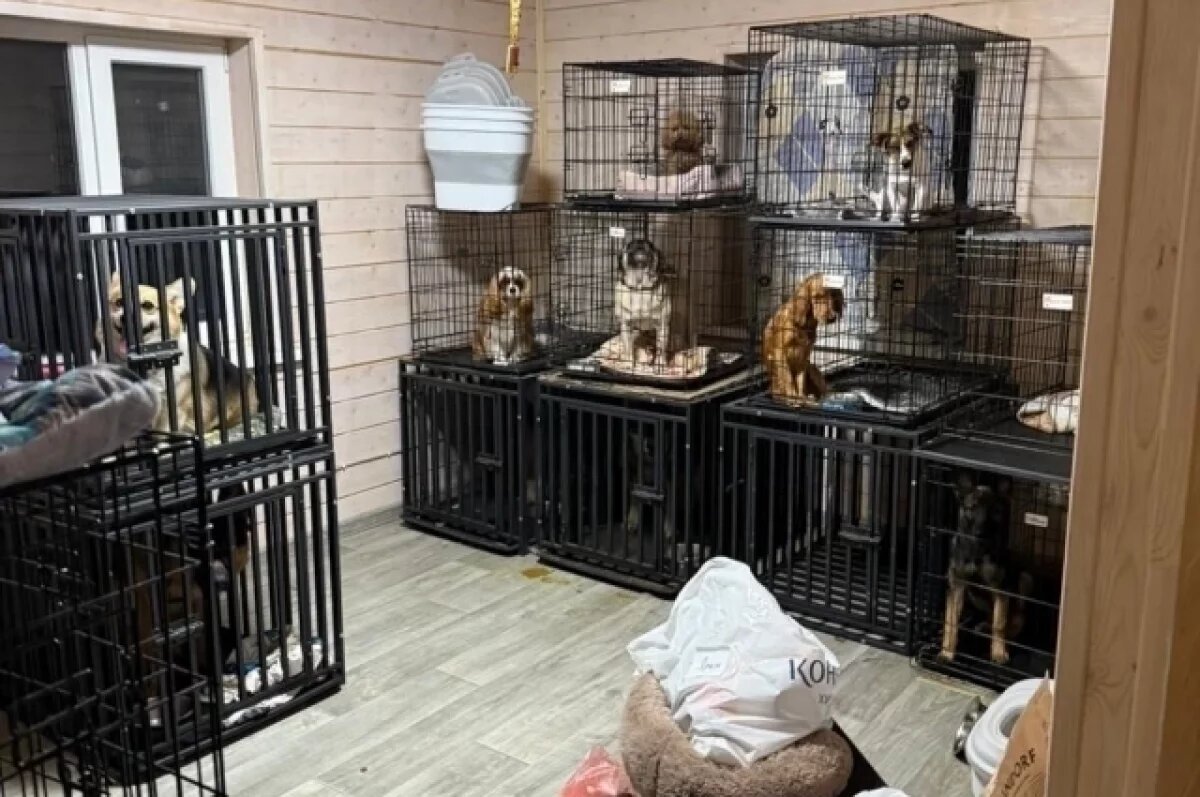    Собаки, которых оставляли в элитной передержке, подвергались насилию и побоям.