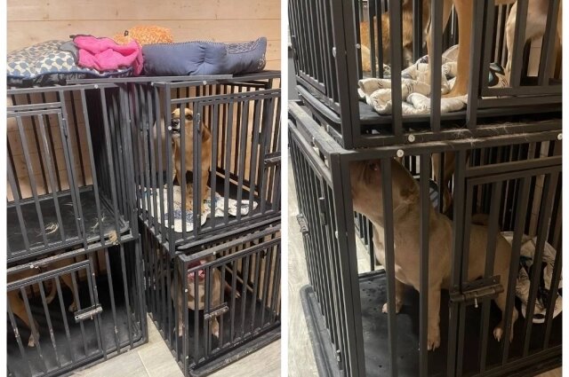    Хозяевам животных обещали простор, а на самом деле питомцев держали в тесных клетках без еды и воды. Фото: Коллаж АиФ-Ростов/ Соцсети/Telagram-канал MONA