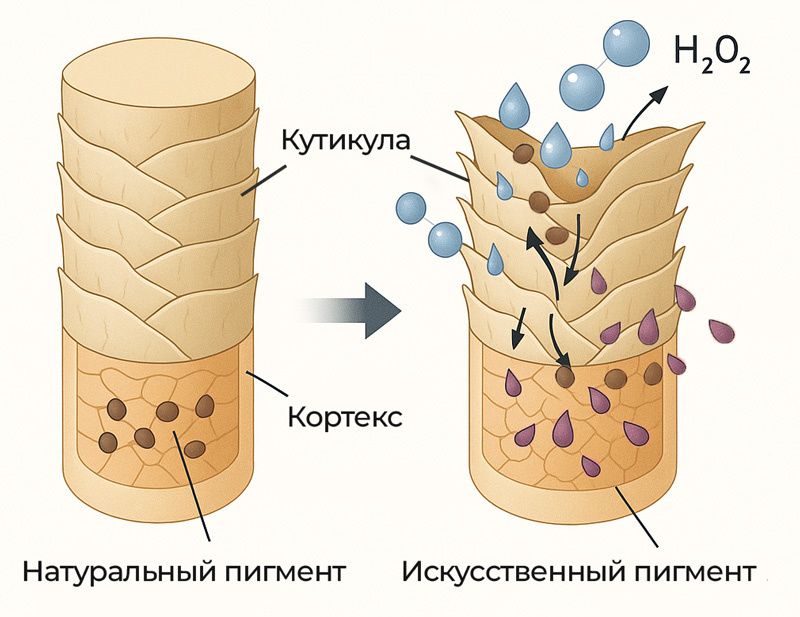 Как происходит окрашивание волос