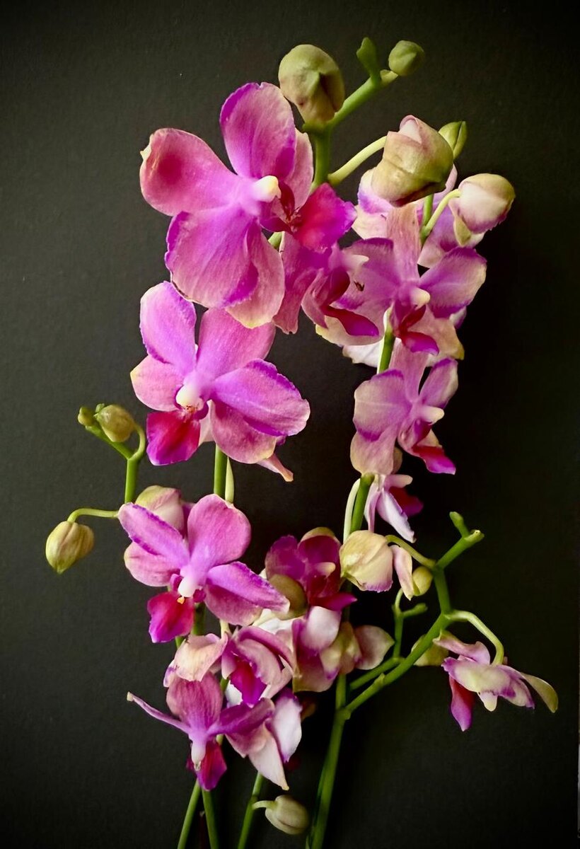 Фаленопсис  Тайсуко Джаспер, мультифлора