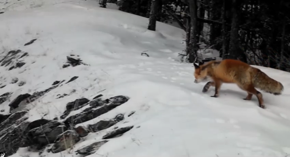    Лисица Сайлюгемского нацпарка. Источник: t.me/sailugem