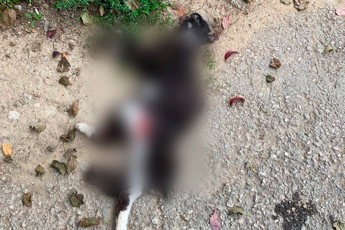    Фото: "Тульская служба новостей"