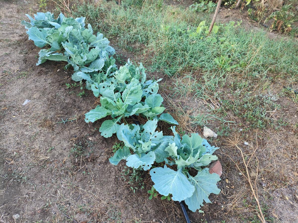 Вторая, точнее ее первой посадила